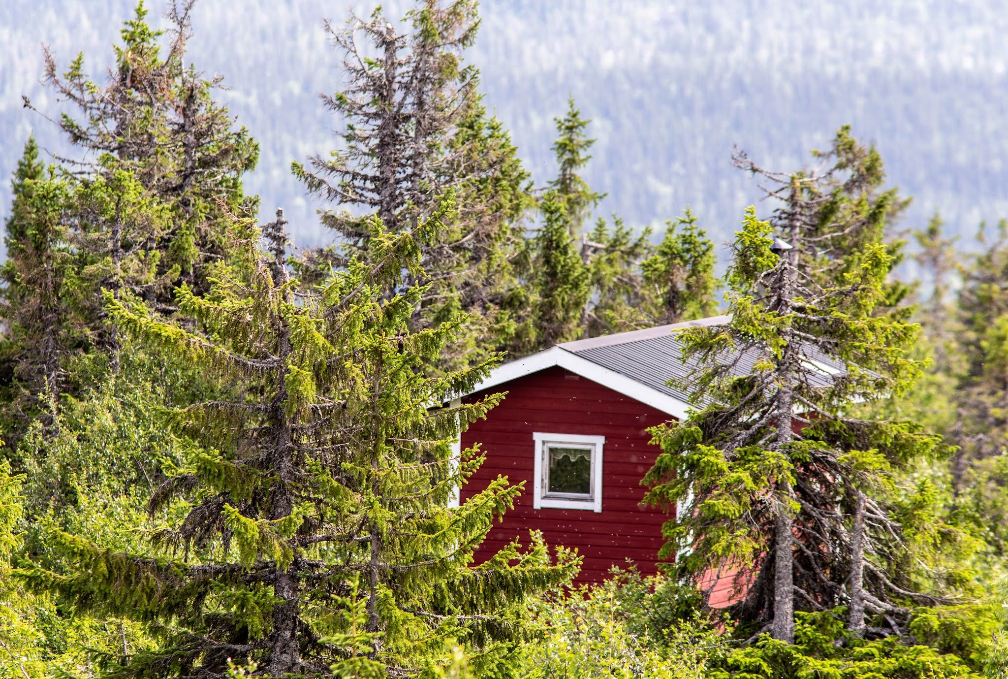Midsommarfjället (Midsommarfjället Nature Reserve)